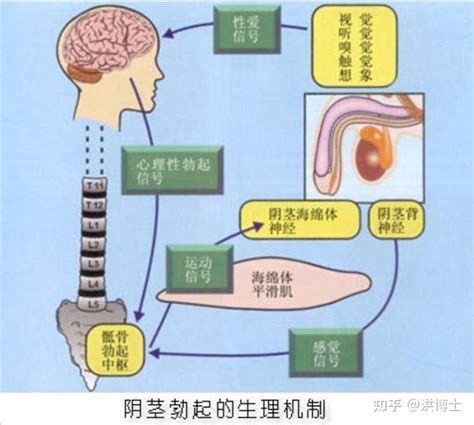 金色陰毛|为什么我的阴茎毛有些是金色的？